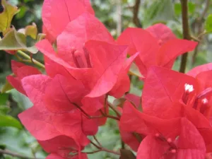 Bougainvillea Scarlet Glory