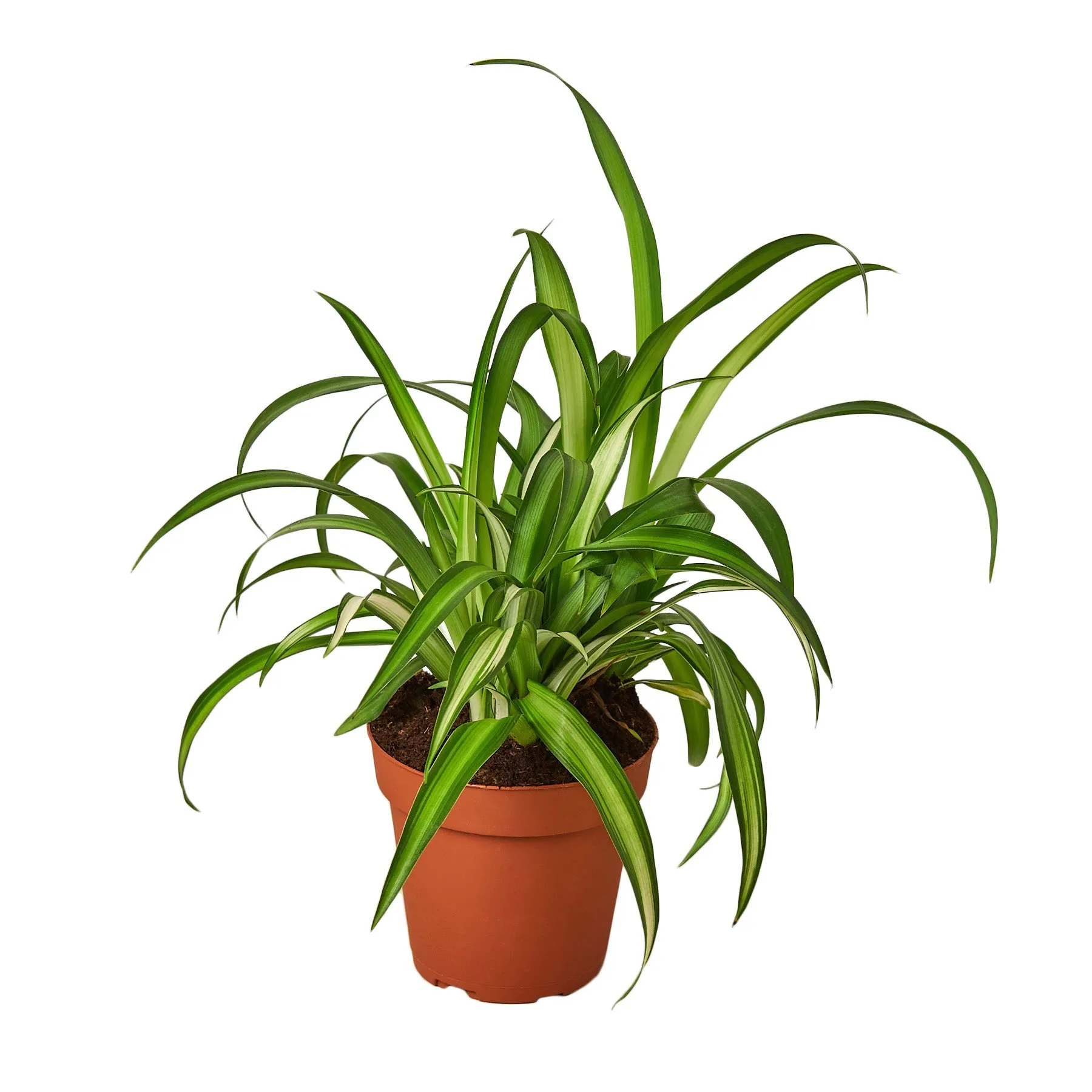 Chlorophytum comosum 'Spider Plant'