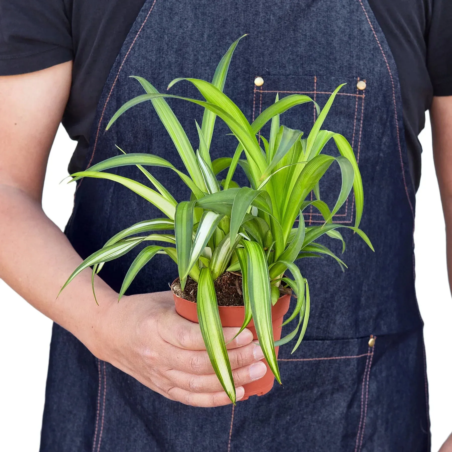 Chlorophytum comosum 'Spider Plant'