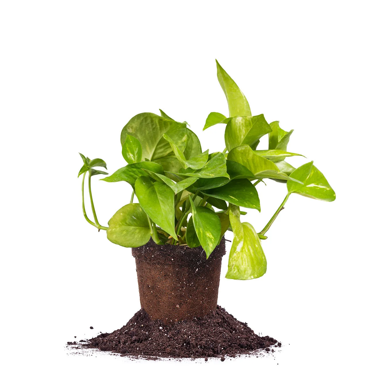 Golden Pothos