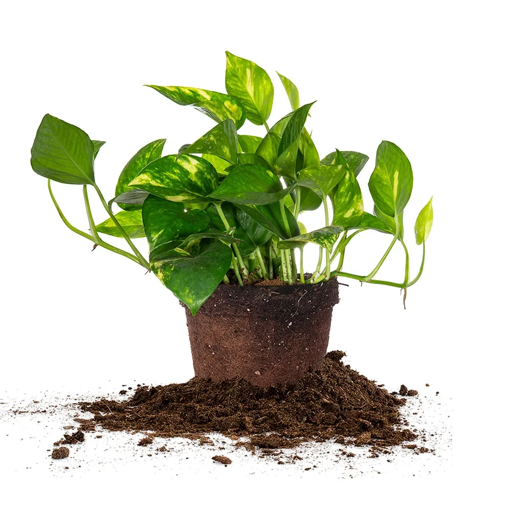 Golden Pothos