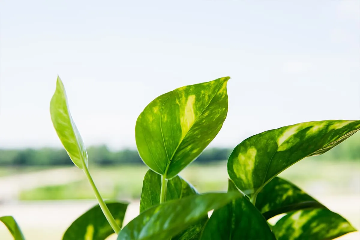 Golden Pothos