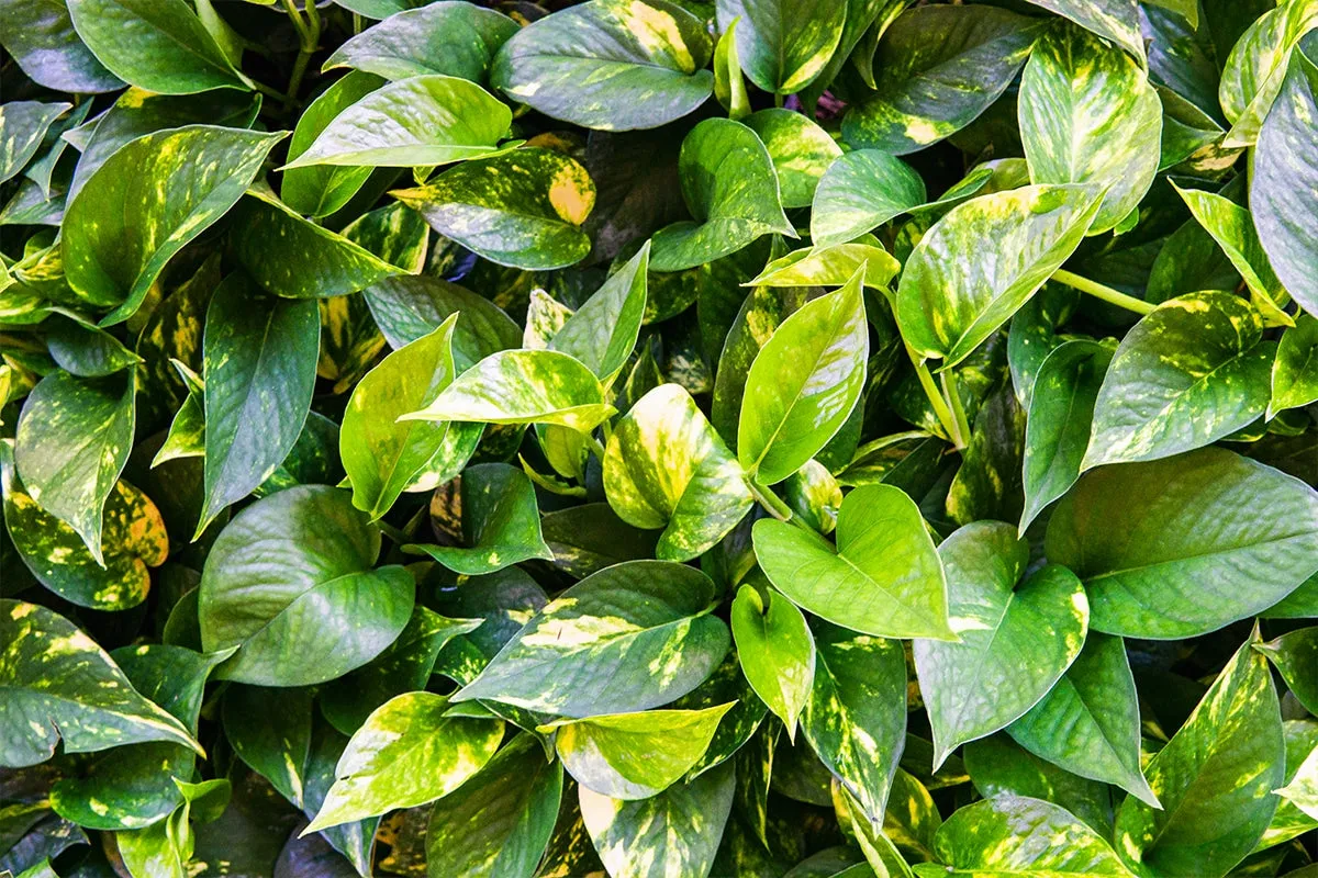 Golden Pothos