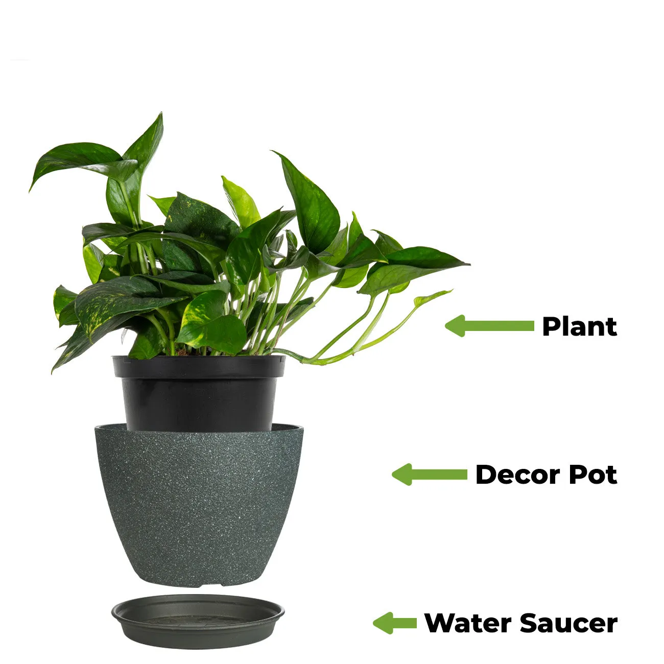Golden Pothos