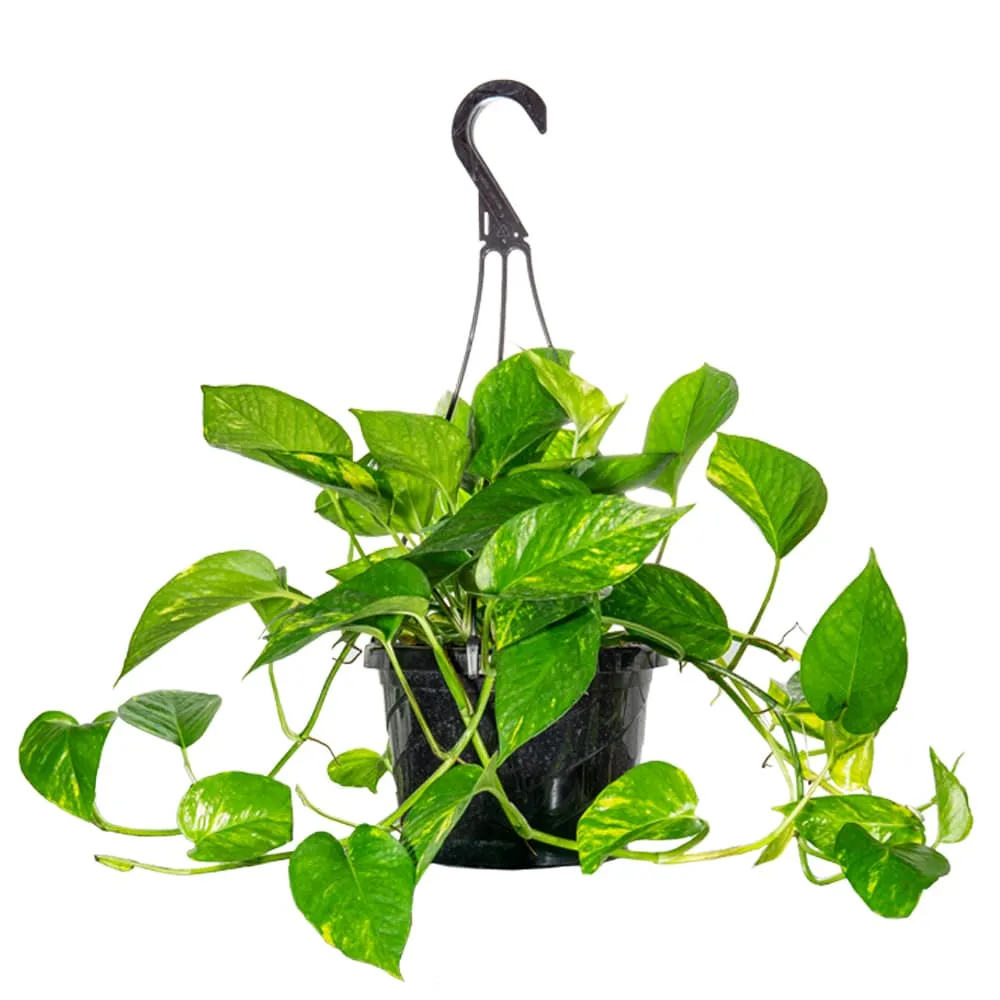 Golden Pothos