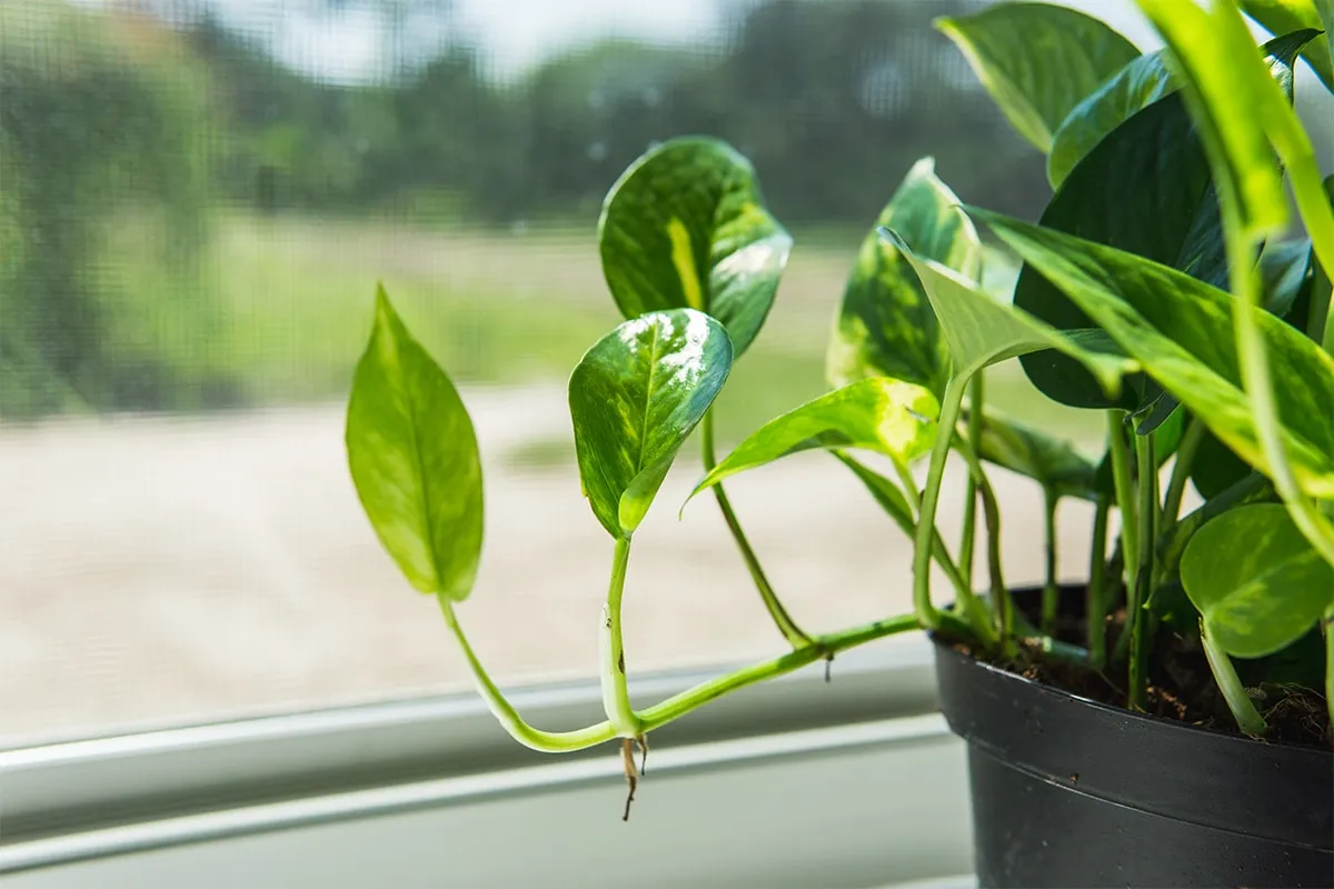 Golden Pothos
