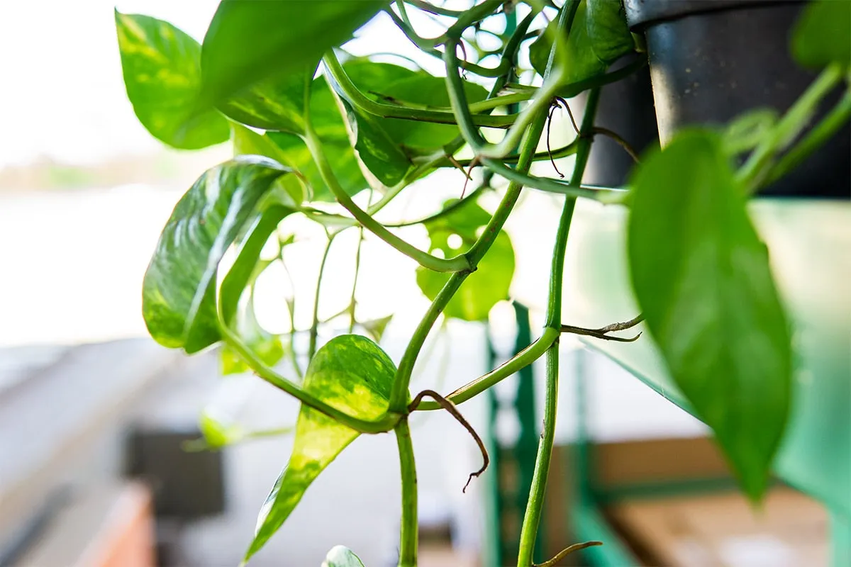 Golden Pothos