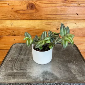 Tradescantia Mini Zebrina, 2" Plant