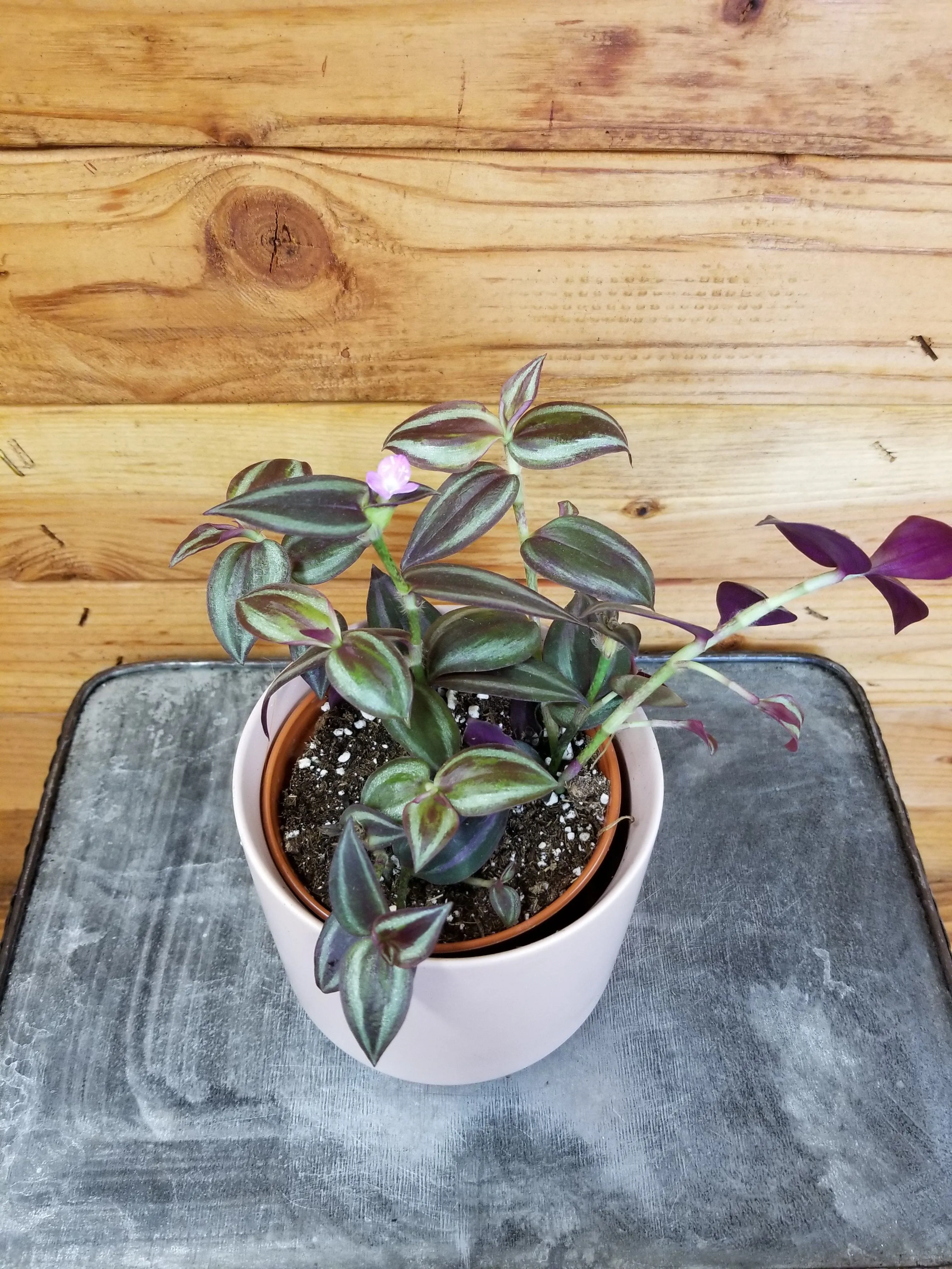Tradescantia Zebrina Purple, 4" Plant