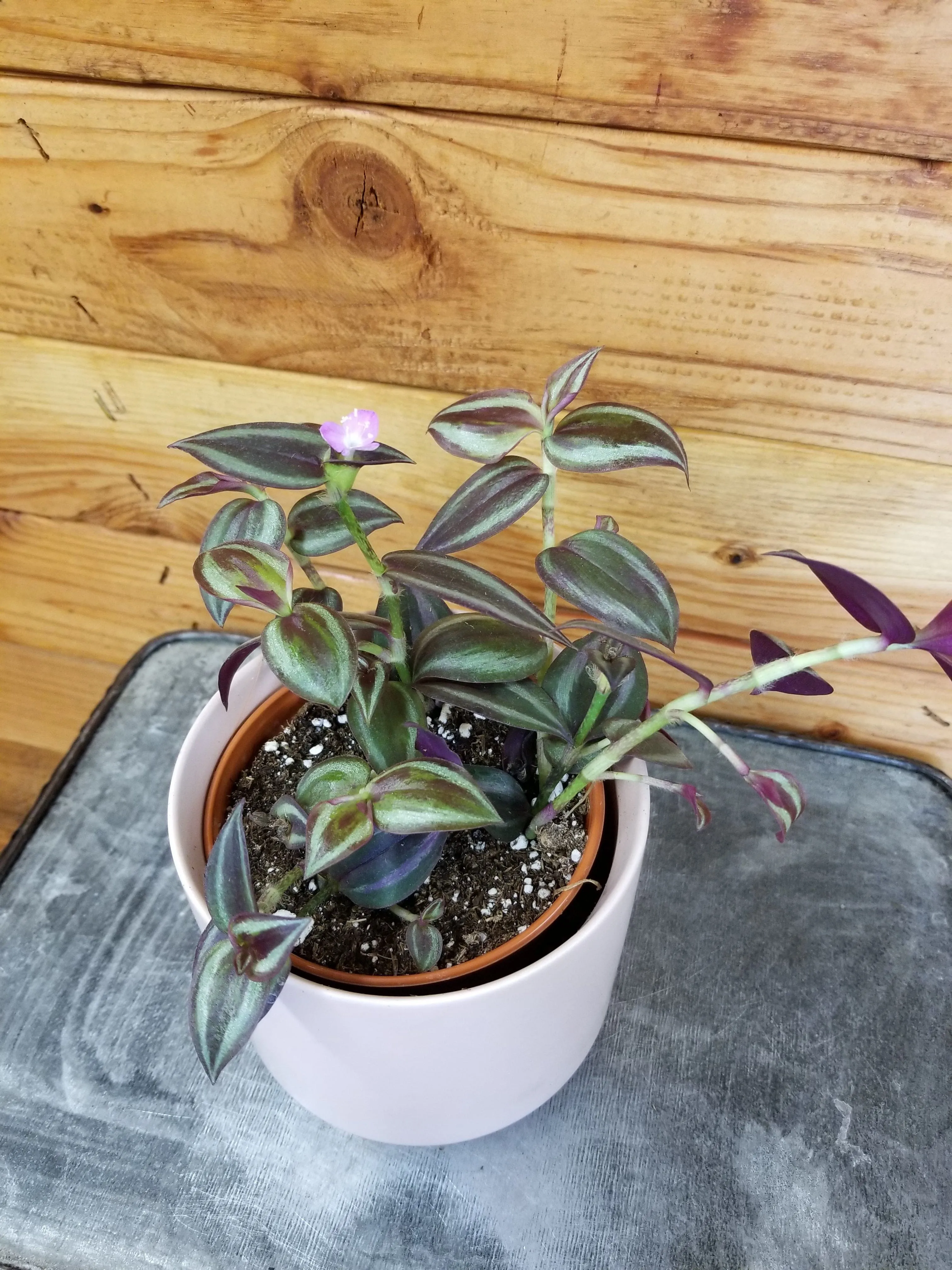 Tradescantia Zebrina Purple, 4" Plant