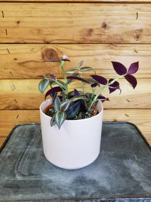 Tradescantia Zebrina Purple, 4" Plant